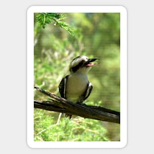 Laughing Kookaburra Sticker